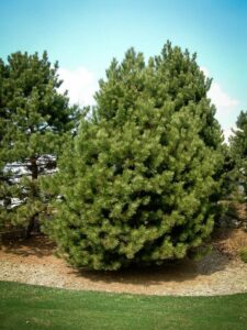 Сосна Чёрная (Pinus Nigra) купить по цене от 270.00р. в интернет-магазине «Посадика» с доставкой почтой в в Ярцевое и по всей России – [изображение №1].