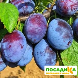 Слива Чачакская ранняя купить по цене от 229.00р. в интернет-магазине «Посадика» с доставкой почтой в в Ярцевое и по всей России – [изображение №1].