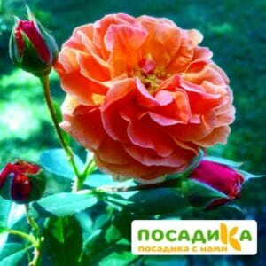 Роза Арабия купить по цене от 350.00р. в интернет-магазине «Посадика» с доставкой почтой в в Ярцевое и по всей России – [изображение №1].