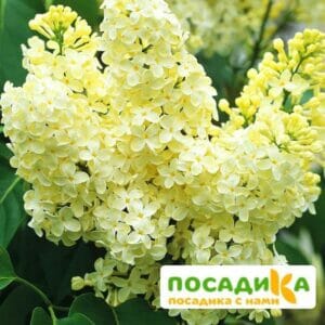 Сирень Примроуз (Primrose) купить по цене от 529.00р. в интернет-магазине «Посадика» с доставкой почтой в в Ярцевое и по всей России – [изображение №1].