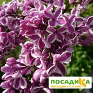 Сирень Сенсация купить по цене от 529.00р. в интернет-магазине «Посадика» с доставкой почтой в в Ярцевое и по всей России – [изображение №1].