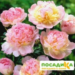 Пион Распберри Сандей (Paeonia Raspberry Sundae) купить по цене от 959р. в интернет-магазине «Посадика» с доставкой почтой в в Ярцевое и по всей России – [изображение №1].