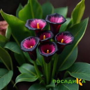 Калла Аура Лейс купить по цене от 400р. в интернет-магазине «Посадика» с доставкой почтой в в Ярцевое и по всей России – [изображение №1].