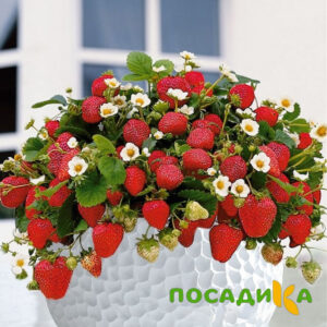 Клубника Рубиновый Шепот (горшечная) купить по цене от 240р. в интернет-магазине «Посадика» с доставкой почтой в в Ярцевое и по всей России – [изображение №1].