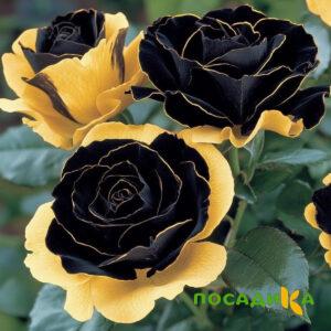 Роза Ханни Сикл купить по цене от 700р. в интернет-магазине «Посадика» с доставкой почтой в в Ярцевое и по всей России – [изображение №1].