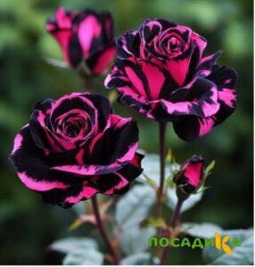 Роза Багровый Шепот купить по цене от 366р. в интернет-магазине «Посадика» с доставкой почтой в в Ярцевое и по всей России – [изображение №1].