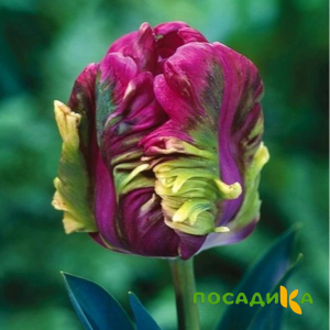 Тюльпан Экзотик Хэвен купить по цене от 186р. в интернет-магазине «Посадика» с доставкой почтой в в Ярцевое и по всей России – [изображение №1].