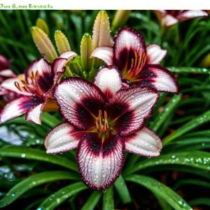 Лилейник Крим Сикл купить по цене от 799р. в интернет-магазине «Посадика» с доставкой почтой в в Ярцевое и по всей России – [изображение №1].