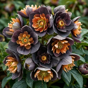 Морозник Блум Айс купить по цене от 499р. в интернет-магазине «Посадика» с доставкой почтой в в Ярцевое и по всей России – [изображение №1].